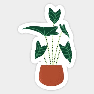 Alocasia zebrina plant Sticker